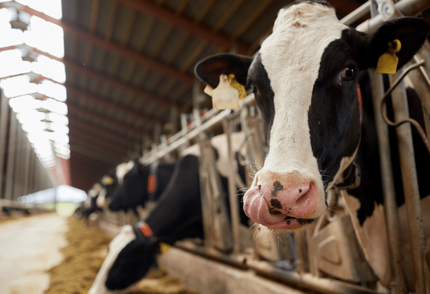 Betere opstart met lager celgetal
